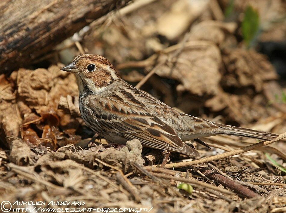 Little Bunting