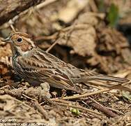 Little Bunting