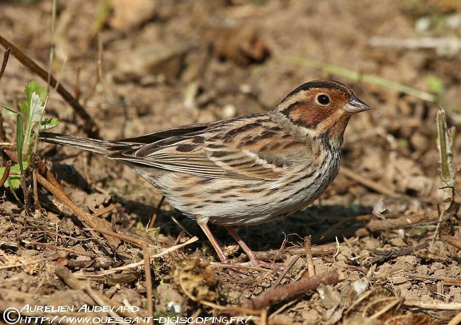 Little Bunting