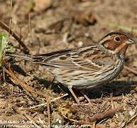 Little Bunting