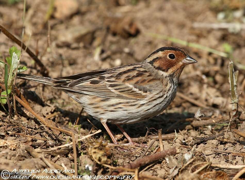 Little Buntingadult breeding, identification