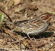 Little Bunting