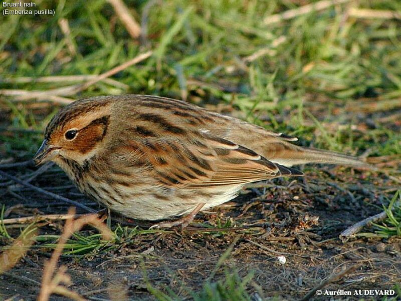 Little Bunting