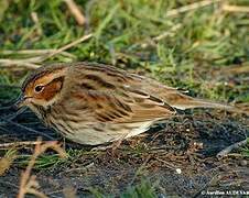 Little Bunting