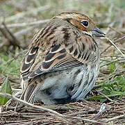 Little Bunting