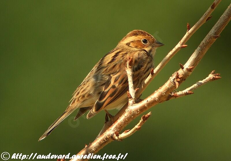 Little Bunting