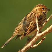 Little Bunting