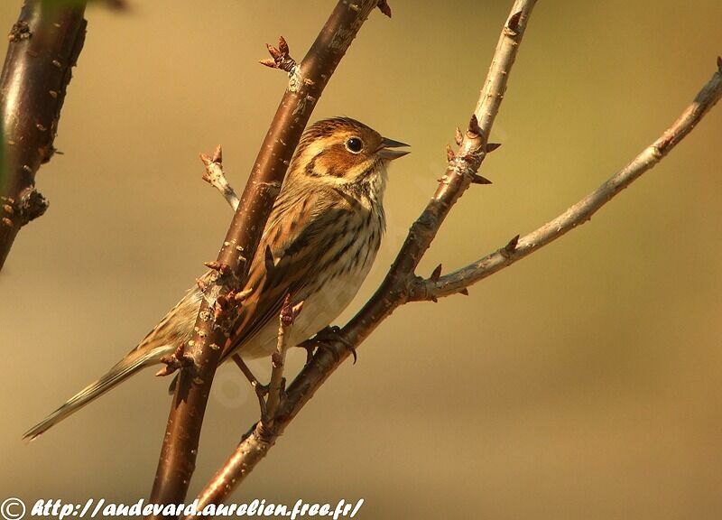 Little Bunting