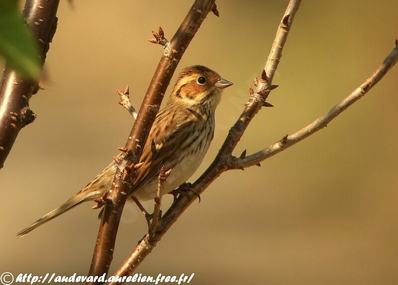 Little Bunting male