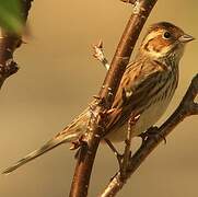 Little Bunting