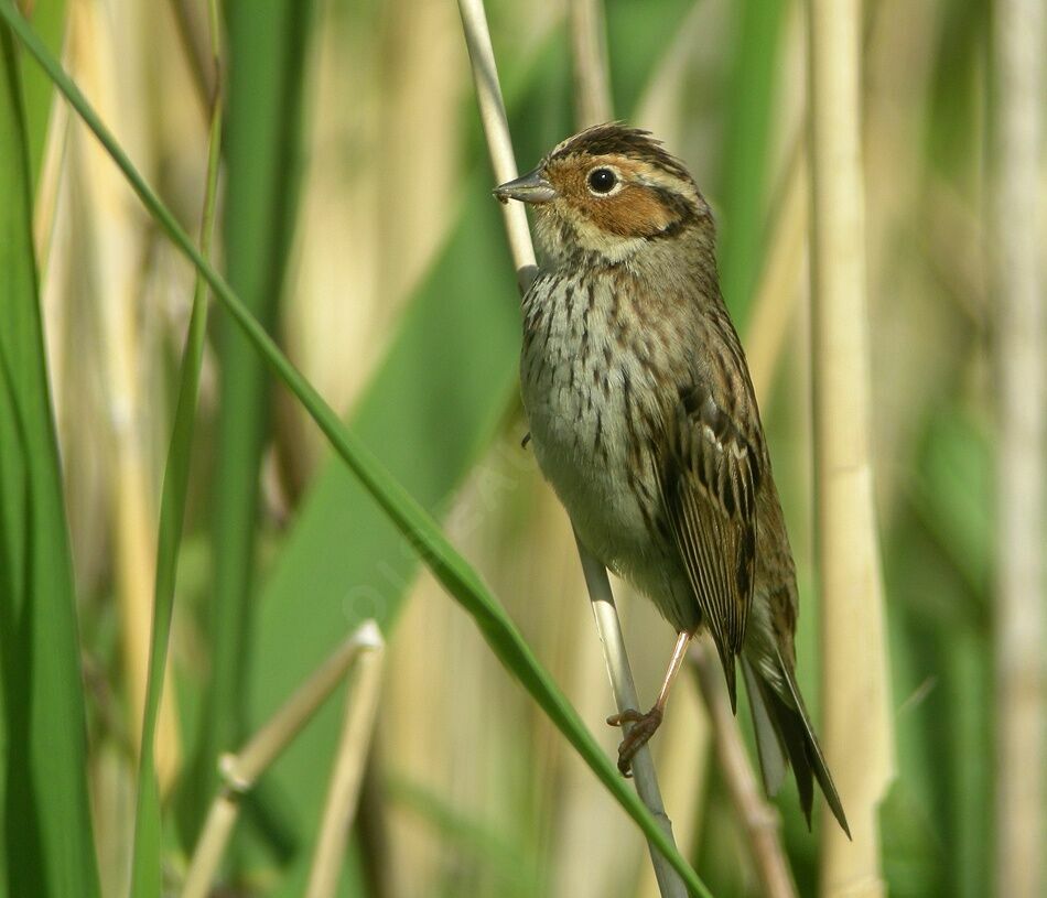 Little Bunting