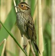 Little Bunting