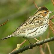 Little Bunting