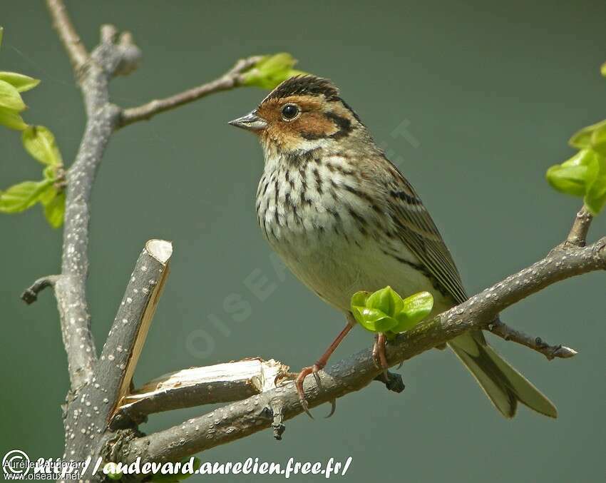 Little Buntingadult breeding, close-up portrait