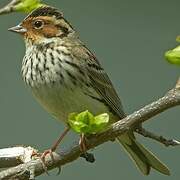 Little Bunting