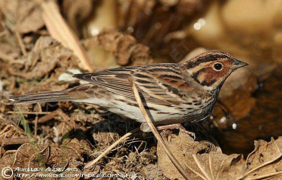 Little Bunting