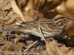 Little Bunting