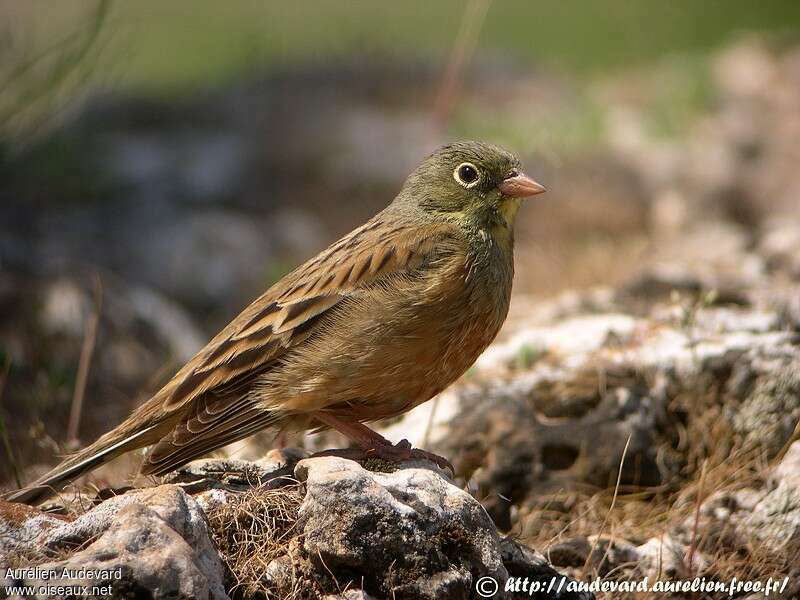 Ortolan Bunting