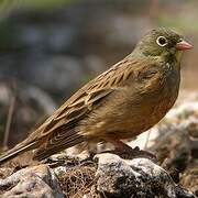 Ortolan Bunting