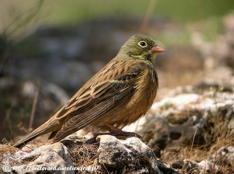 Ortolan Bunting