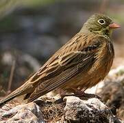 Ortolan Bunting