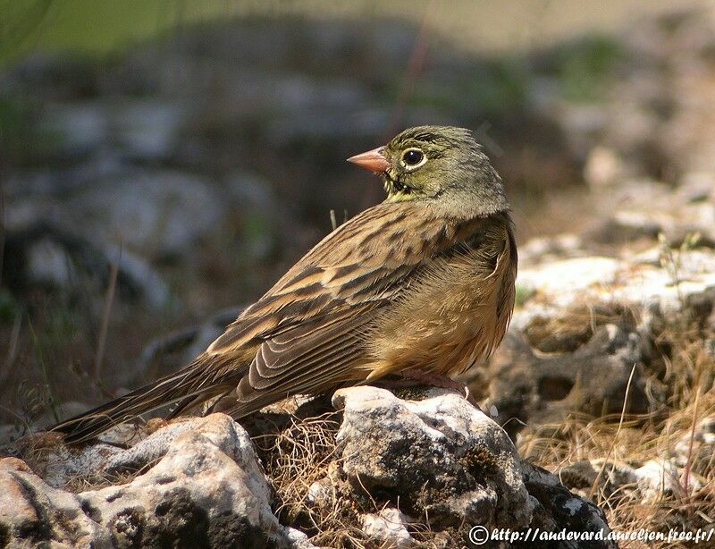 Ortolan Bunting male adult breeding