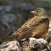 Ortolan Bunting