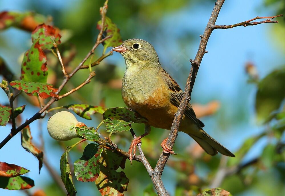 Ortolan Bunting male adult breeding