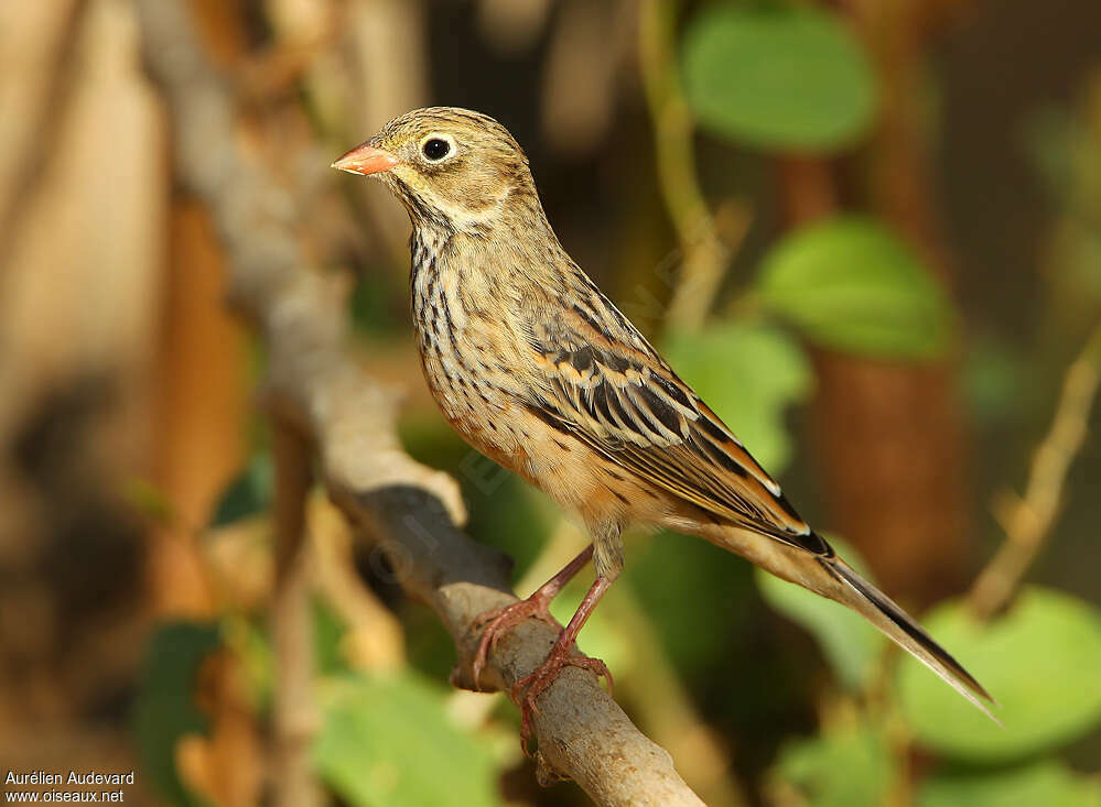 Bruant ortolan1ère année, identification