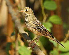 Ortolan Bunting