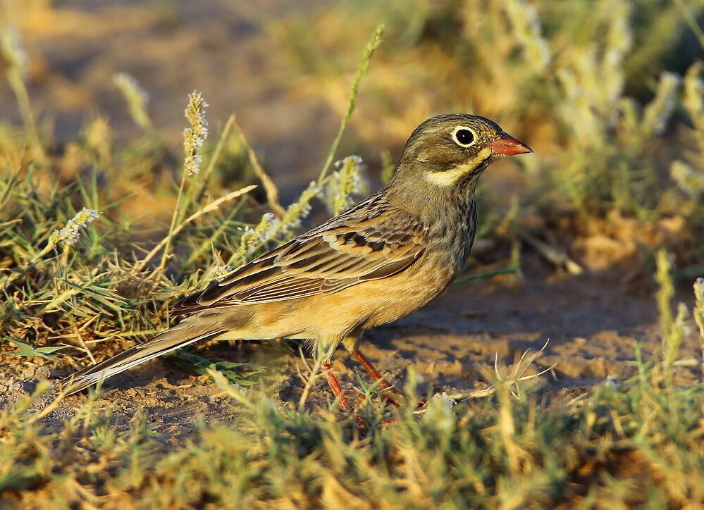 Bruant ortolanadulte nuptial, identification