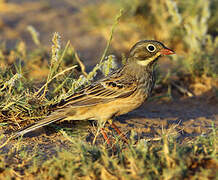 Ortolan Bunting