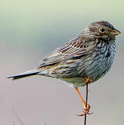 Corn Bunting