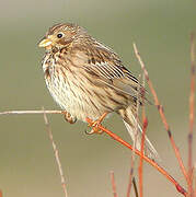 Corn Bunting