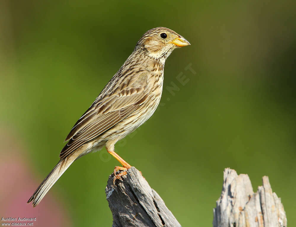 Corn Bunting male adult breeding