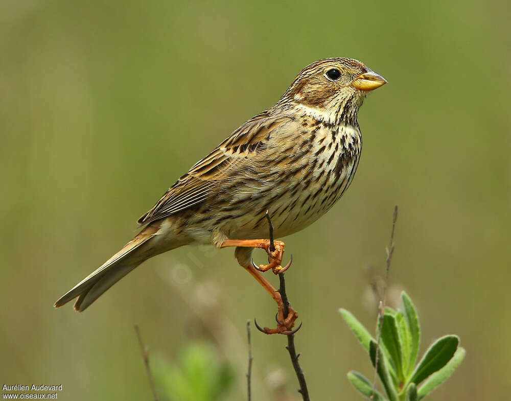 Bruant proyer mâle adulte, identification