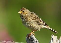 Corn Bunting