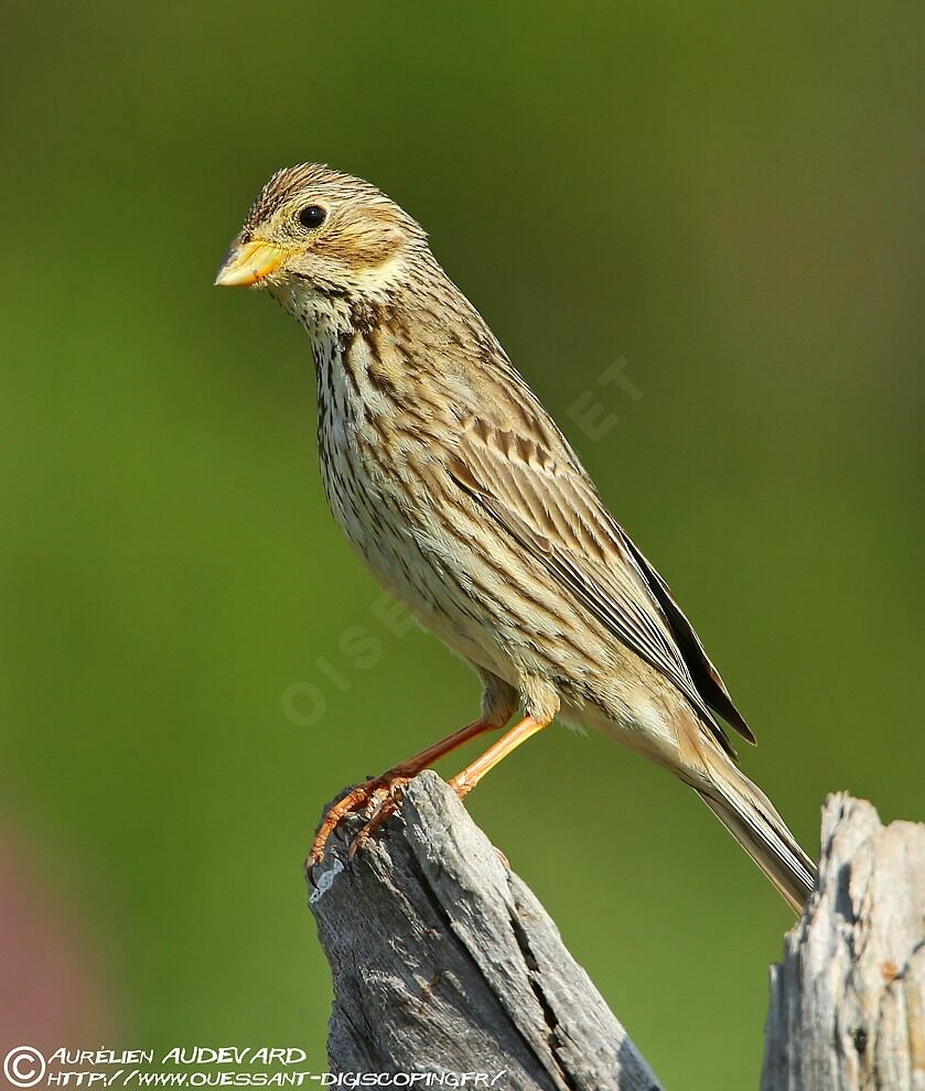 Corn Bunting