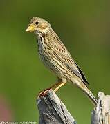 Corn Bunting