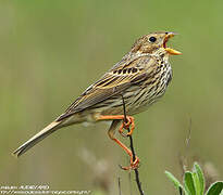 Corn Bunting