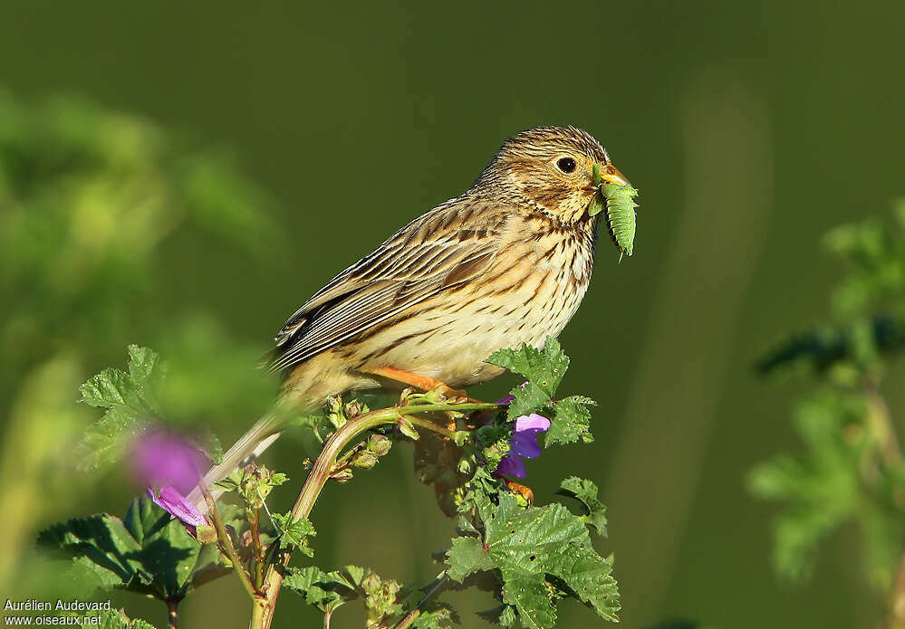 Bruant proyeradulte, identification, régime