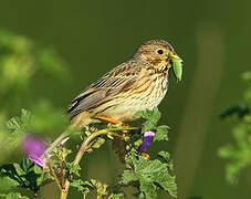 Corn Bunting