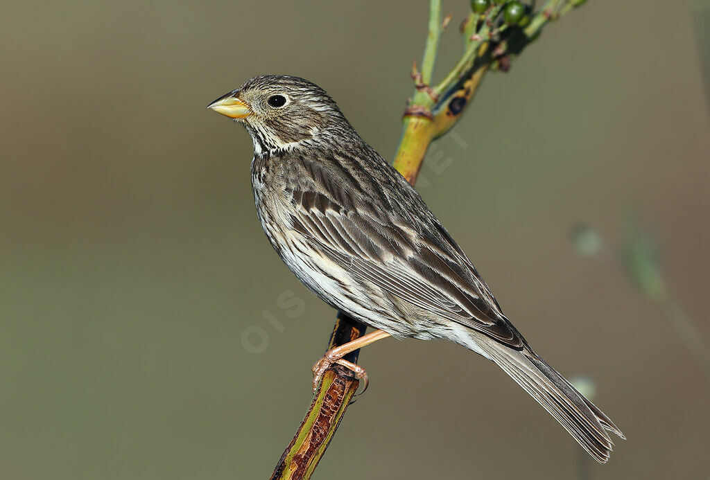 Corn Buntingadult, identification