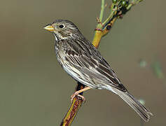 Corn Bunting