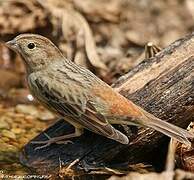 Chestnut Bunting