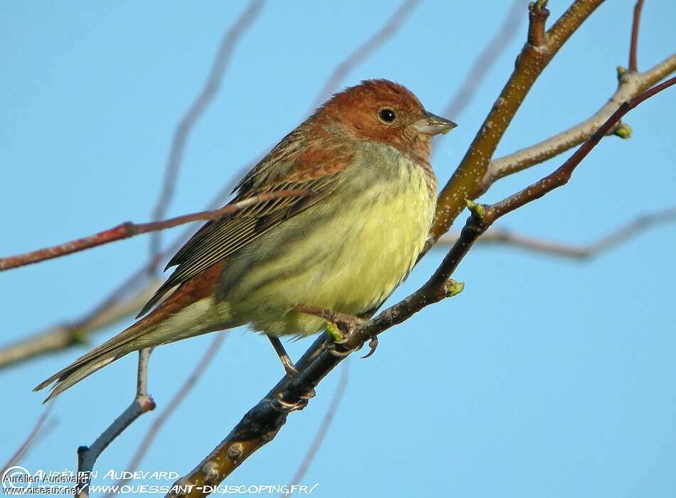 Chestnut Bunting male Second year, identification