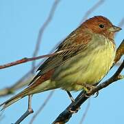 Chestnut Bunting