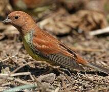 Chestnut Bunting