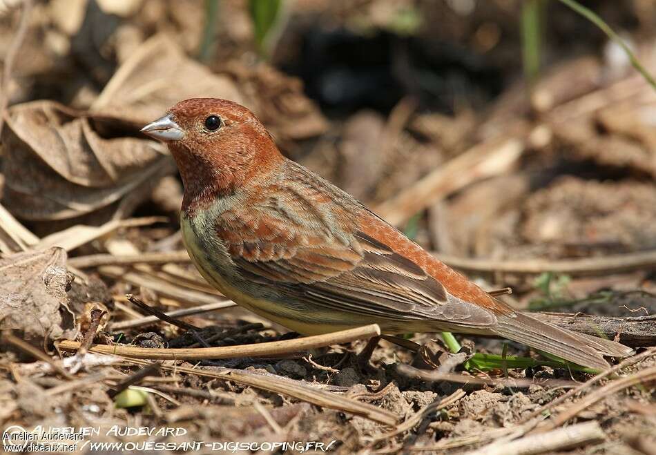 Bruant roux mâle adulte transition, identification