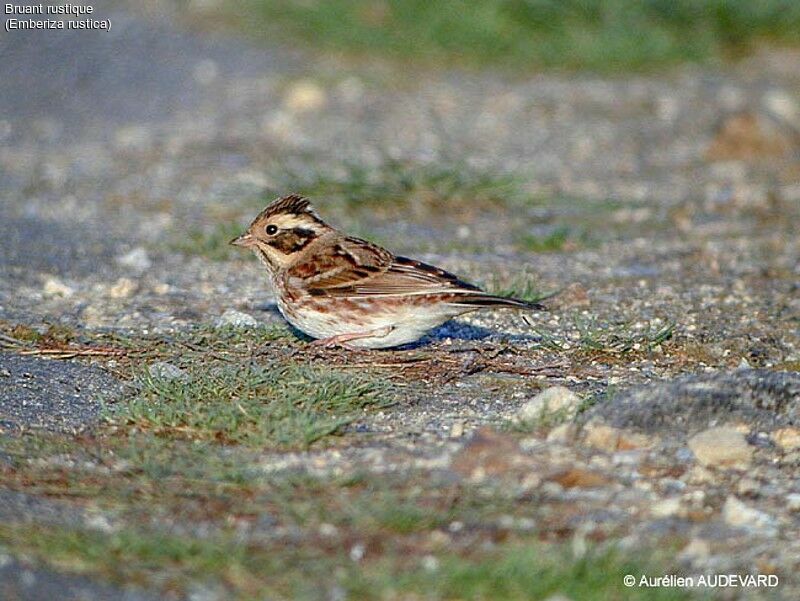 Rustic Bunting